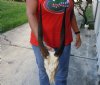 #2 grade Bushbuck Skull and Horns 13 inches - Review all photos. You are buying the skull and horns shown for $70.00 (damaged nose, missing teeth, minor damage at base of horns)