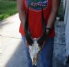 #2 grade Bushbuck Skull and Horns 14 inches - Review all photos. You are buying the skull and horns shown for $70.00 (damaged nose)