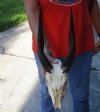 #2 grade Bushbuck Skull and Horns 11 inches - Review all photos. You are buying the skull and horns shown for $60.00 (damaged nose, damage to side of skull, missing some teeth)