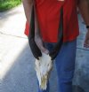 #2 grade Bushbuck Skull and Horns 12 inches - Review all photos. You are buying the skull and horns shown for $60.00 (damaged nose, damage to back of skull)
