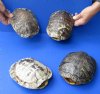 #2 Grade Red Eared Slider Turtle Shells 4 piece lot of 6 to 7 inches long  - These are discounted/damaged turtle shells - review all photos. You are buying the turtle shells shown for $32/lot 