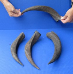 4 piece lot of 12 to 15 inch Kudu Horns for $20.00 