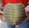 Softshell turtle shell, cleaned shell bone 6-1/2 x 7 inches - you are buying the soft shell turtle shell pictured for $29