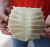 Softshell turtle shell, cleaned shell bone 5-1/2 x 6-1/4 inches - you are buying the soft shell turtle shell pictured for $29 (shell has a hole)
