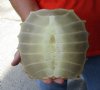 Softshell turtle shell, cleaned shell bone 7-1/4 X 6-3/4 inches - you are buying the soft shell turtle shell pictured for $29