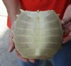 Softshell turtle shell, cleaned shell bone 6-1/2 x 7 inches - you are buying the soft shell turtle shell pictured for $29