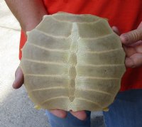 Softshell turtle shell, cleaned shell bone 6-1/2 x 7-1/4 inches - you are buying the soft shell turtle shell pictured for $29