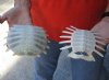 2 piece lot of Softshell turtle shells, cleaned shell bone 6 and 5 inches - you are buying the soft shell turtle shells pictured for $50/lot