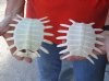 2 piece lot of Softshell turtle shells, cleaned shell bone 5 and 5-3/4 inches - you are buying the soft shell turtle shells pictured for $50/lot