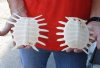 2 piece lot of Softshell turtle shells, cleaned shell bone 5-1/4 inches - you are buying the soft shell turtle shells pictured for $50/lot