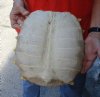 Softshell turtle shell, cleaned shell bone 11 X 10-3/4 inches - you are buying the soft shell turtle shell pictured for $45