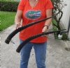 Matching pair of African Sable (Hippotragus niger) horns measuring 24-25 inches (You are buying the horns pictured) for $110.00 (Small split at base)