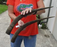 Matching pair of African Sable (Hippotragus niger) horns measuring 23-24 inches for $110.00