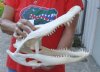 15-1/2 inch A-Grade Florida Alligator Skull from an estimated 9 foot Florida gator - You are buying the gator skull shown for $110.00