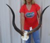 Kudu horns on skull plate measuring approximately 38-39 inches - You are buying the one pictured for $150.00