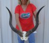 Kudu horns on skull plate measuring approximately 31-32 inches - You are buying the one pictured for $115.00