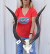 Kudu horns measuring approximately 34-35 inches on polished skull plate  - You are buying the one pictured for $125.00 (Split at base)