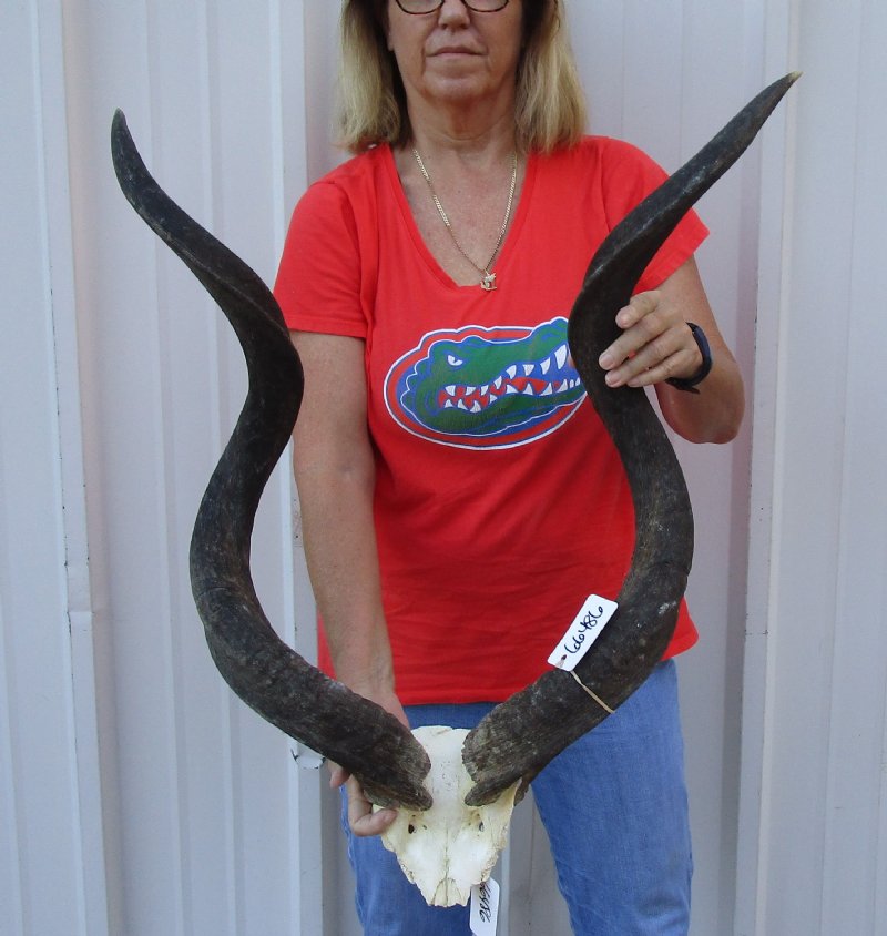 Kudu horns on skull plate