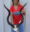Kudu horns on skull plate measuring approximately 39-40 inches - You are buying the one pictured for $150.00 (split at base of horn)