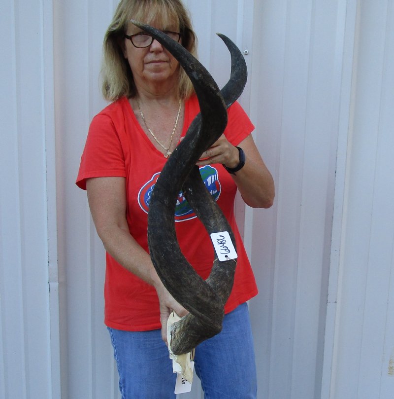 Kudu horns on skull plate