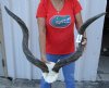 Kudu horns measuring approximately 35-36 inches on polished skull plate  - You are buying the one pictured for $125.00 (Drill holes in horn tips)