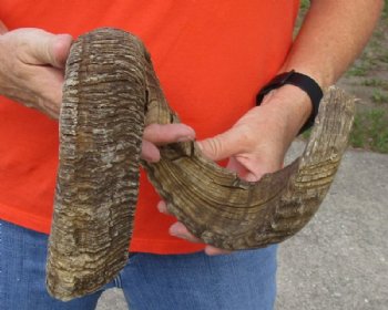 #2 Grade Sheep Horn 29 inches measured around the curl $11 
