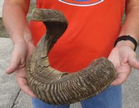 #2 Grade Sheep Horn 29 inches measured around the curl $15 (You are buying this damaged/discounted horn - review all photos.) 