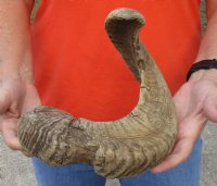 #2 Grade Sheep Horn 27 inches measured around the curl $15 