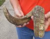 #2 Grade Sheep Horn 25 inches measured around the curl $15 (You are buying this damaged/discounted horn - review all photos.) 
