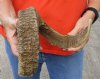 #2 Grade Sheep Horn 27 inches measured around the curl $15 (You are buying this damaged/discounted horn - review all photos.) 