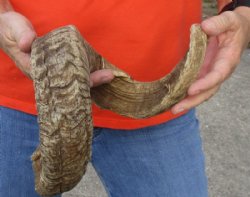 #2 Grade Sheep Horn 28 inches measured around the curl $15 
