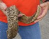 #2 Grade Sheep Horn 28 inches measured around the curl $15 (You are buying this damaged/discounted horn - review all photos.) 