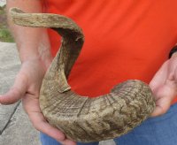 #2 Grade Sheep Horn 28 inches measured around the curl $11 