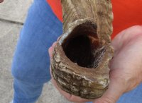#2 Grade Sheep Horn 28 inches measured around the curl $11 