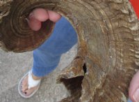 #2 Grade Sheep Horn 28 inches measured around the curl $11 