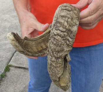 #2 Grade Sheep Horn 25 inches measured around the curl $11  