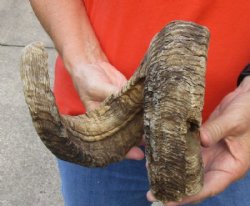 #2 Grade Sheep Horn 28 inches measured around the curl $15  
