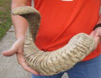 Sheep Horn 29 inches measured around the curl $28 