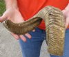 #2 Grade Sheep Horn 22 inches measured around the curl $15 (You are buying this damaged/discounted horn - review all photos.) (Split in horn)
