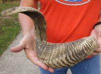 #2 Grade Sheep Horn 30 inches measured around the curl $15 