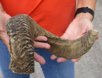 #2 Grade Sheep Horn 23 inches measured around the curl $11 