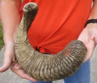 #2 Grade Sheep Horn 23 inches measured around the curl $11 