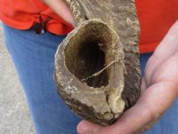 #2 Grade Sheep Horn 23 inches measured around the curl $11 
