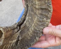 #2 Grade Sheep Horn 23 inches measured around the curl $11 