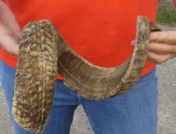 Sheep Horn 30 inches measured around the curl $28 