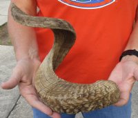 Sheep Horn 30 inches measured around the curl $28 