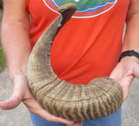 Sheep Horn 29 inches measured around the curl $28 