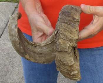 #2 Grade Sheep Horn 29 inches measured around the curl $11  