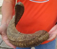 #2 Grade Sheep Horn 27 inches measured around the curl $15 
