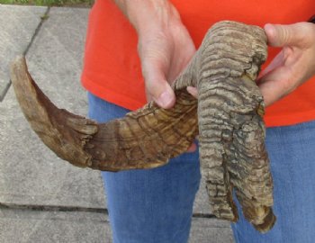 #2 Grade Sheep Horn 30 inches measured around the curl $11 